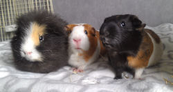 Alfie, Spadge and Patches