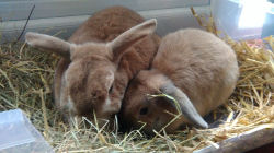 Binky and Biscuit