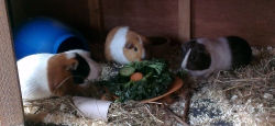 Bubble, Squeak and Fern
