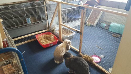 The Indoor Cage